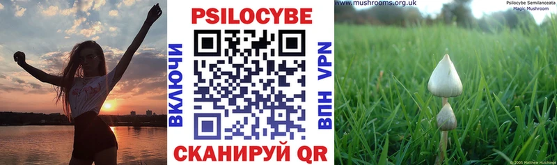 Купить  Афипский  Псилоцибиновые грибы Cubensis 